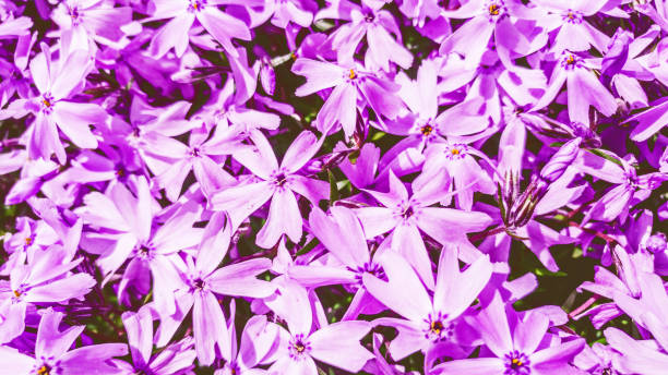 istock Pink Phlox flowers. Ericales Polemoniaceae. Spring background 1029871114