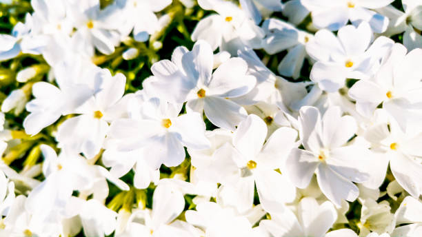 White Phlox flowers. Ericales Polemoniaceae. Spring background