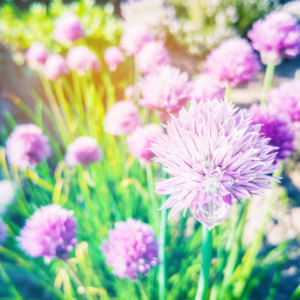 istock Spring small flowers on blurred background. Spring or summer border template with copy space. Romantic greeting card. Blooming flowers on sunny day. Beautiful flowering springtime. 1029880090
