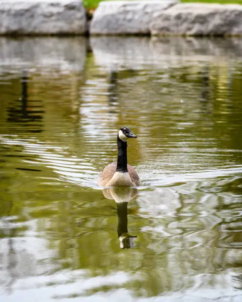Adult goose going for a swim.
