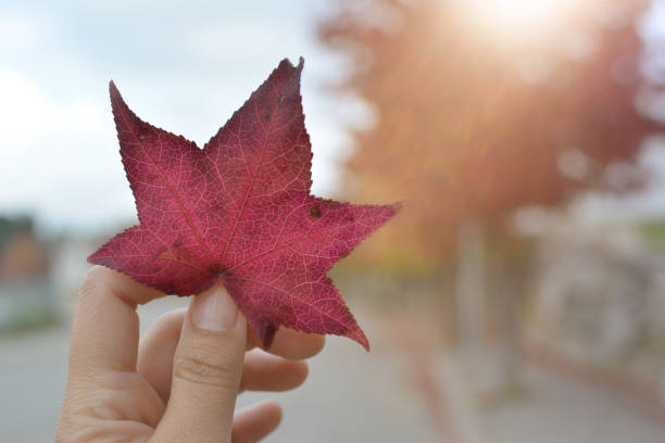 istock HAND HOLDING A RED  COLORED AUTUMN LEAF AGAINST SUNSET LIGHT 1029884704