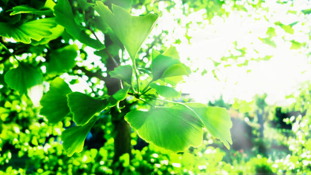 feuilles de ginkgo biloba verte. ginkgo biloba arbre avec soleil. alternative médecine et printemps fond - ginkgo ginkgo tree leaf nutritional supplement photos et images de collection