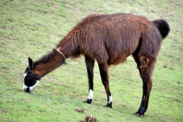 istock Llama grazing in Cochasqui 1029884994