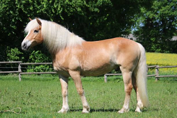 istock standing haflinger horse portrait 1029891572
