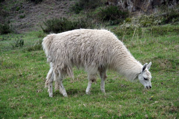istock Llamas grazing in Cochasqui 1029891586