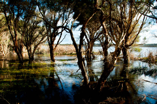 istock Swamp in Herdsman Lake 1029892706
