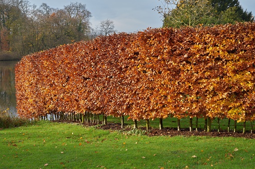 Carpinus betulus hedge.