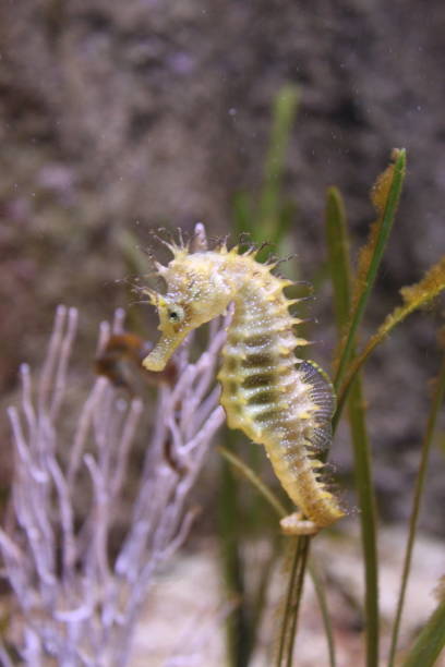 istock Hippocampus aquarium Biarritz 1029895494