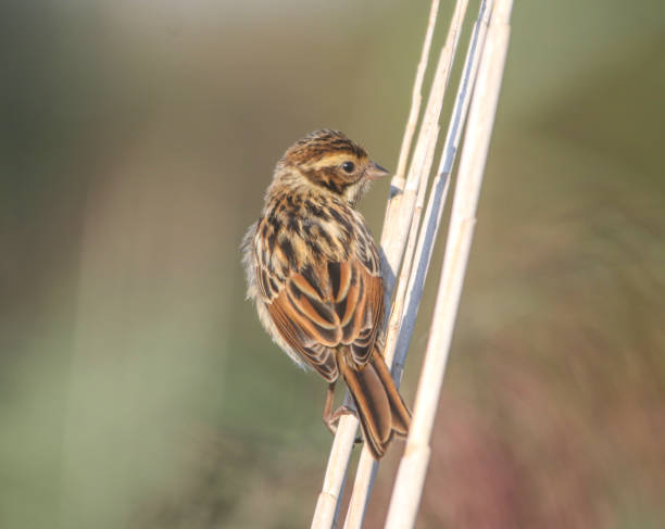 istock Reed Bunting at Titchfild Hampshire 1029895616