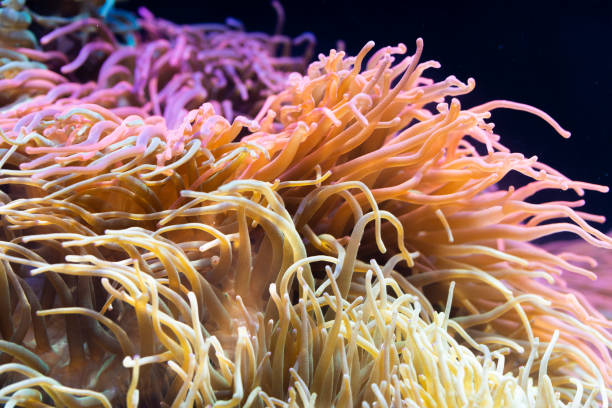 istock Heteractis magnifica, Colored long tentacle Anemone 1029896174