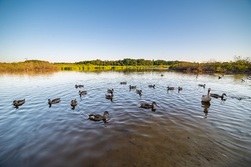 group of mallard ducks in river - landscape