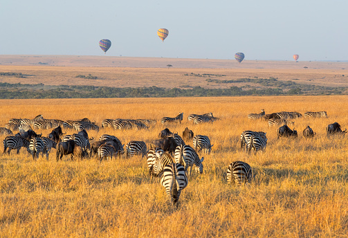Zebras and Wildebeest grazing in the early morning as hot air balloons soar overhead