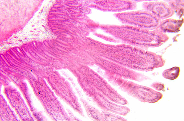 istock Microscopy photography. Small intestine transversal section. 1029899262