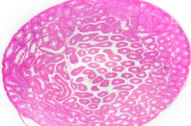 현미경 사진입니다. 고환, seminiferous tubules, 횡단면입니다. - histology lymphatic system cell animal cell 뉴스 사진 이미지