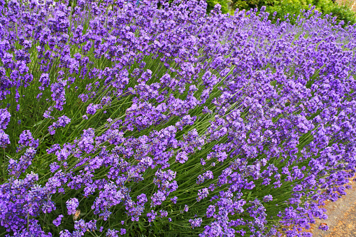 Purple lavender growing in an English country garden.