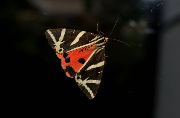 istock colorful butterfly wings on glass 1029903070