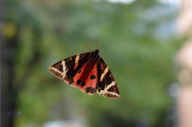istock colorful butterfly wings on glass 1029903260