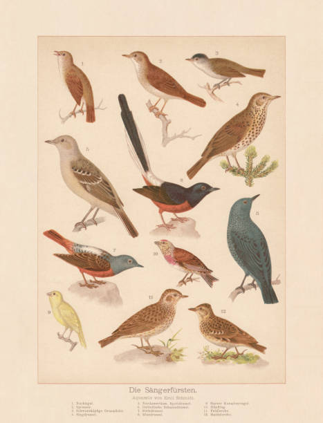 Songbirds, chromolithograph, published in 1888 Songbirds: 1) Common nightingale (Luscinia megarhynchos); 2) Thrush nightingale (Luscinia luscinia); 3) Eurasian blackcap (Sylvia atricapilla); 4) Song thrush (Turdus philomelos); 5) Northern mockingbird (Mimus polyglottos); 6) White-rumped Shama (Copsychus malabaricus); 7) Common rock thrush (Monticola saxatilis); 8) Blue rock thrush (Monticola solitarius); 9) Harz Roller (Serinus canaria forma domestica); 10) Common linnet (Linaria cannabina); 11) Eurasian skylark (Alauda arvensis); 12) Woodlark (Lullula arborea). Chromolithograph, published in 1888. alauda arvensis stock illustrations