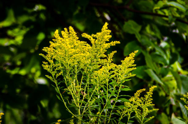 gros plan de mauvaise herbe de verge d’or avec fond vert - goldenrod photos et images de collection