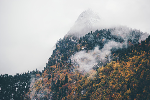 Foggy Mountains with Autumn Coniferous Forest Landscape background Travel serene scenic aerial view