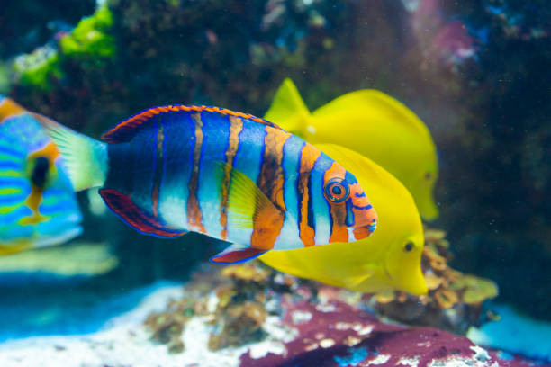 Fish Choerodon fasciatus - Harlequin tuskfish, saltwater