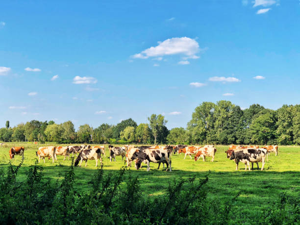 istock Dairy cattle in the pasture 1029915592