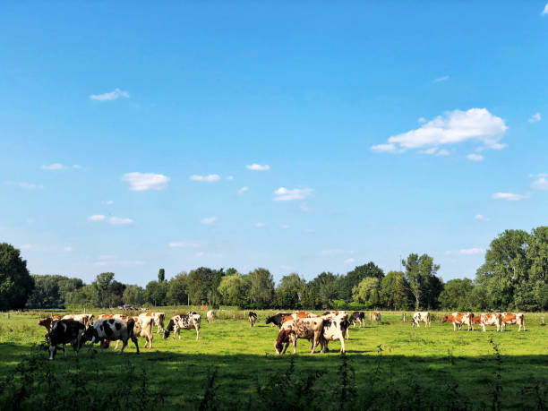istock Dairy cattle in the pasture 1029915634