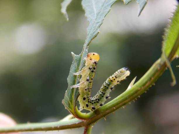 istock green caterpillars on the list 1029915662