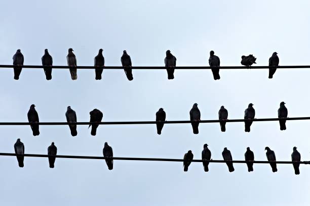 istock Pigeon birds on wires. 1029918780