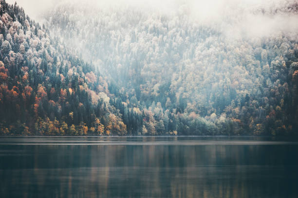 foggy coniferous forest and lake wild landscape travel serene scenic view - winter lake snow fog imagens e fotografias de stock