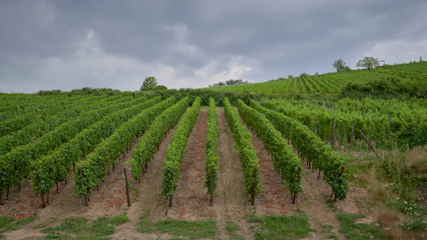 istock Vineyards view from the town 1029921492