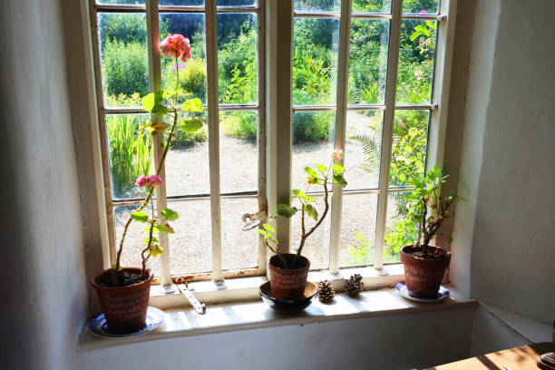 istock Three Potted Plants on a Sunny Window Sill 1029921952