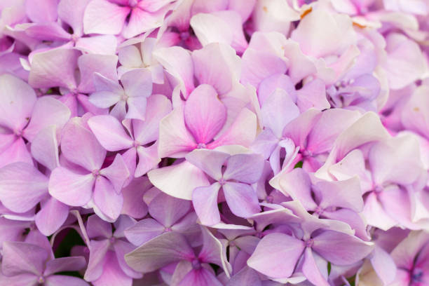 istock Close-up pink hortensia in bloom 1029922068
