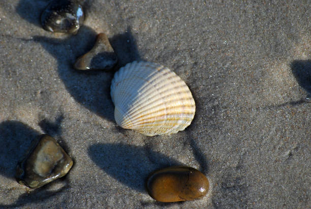 istock Cockle and some stones in the sand 1029922332