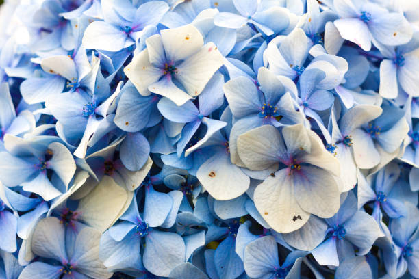 istock Close-up of blue hydrangea in bloom 1029924448