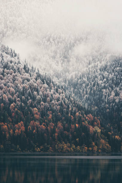 foggy coniferous forest and lake wild woods landscape travel concept serene scenic view - winter lake snow fog imagens e fotografias de stock