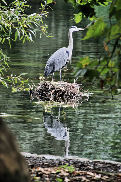 istock A view of a Heron perched on a nest 1029924698