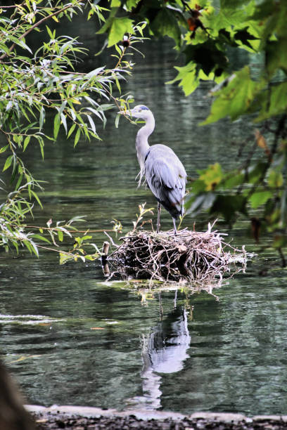 istock A view of a Heron perched on a nest 1029924732