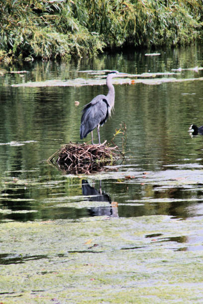 istock A view of a Heron perched on a nest 1029924760