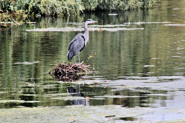 istock A view of a Heron perched on a nest 1029924766