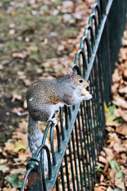 istock A view of a Grey Squirrel in London 1029924914
