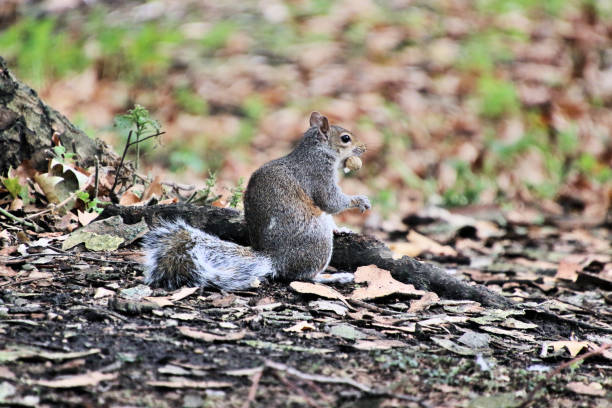 istock A view of a Grey Squirrel in London 1029924966