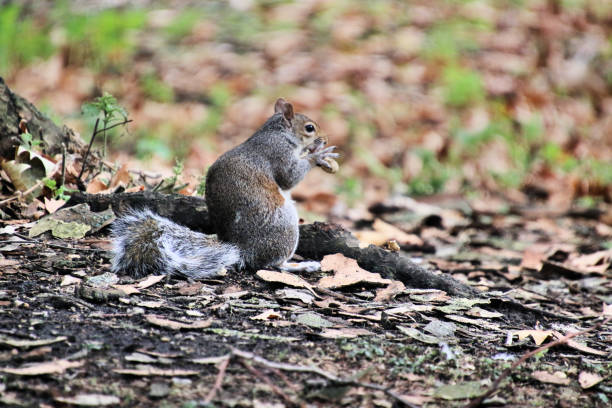 istock A view of a Grey Squirrel in London 1029924986