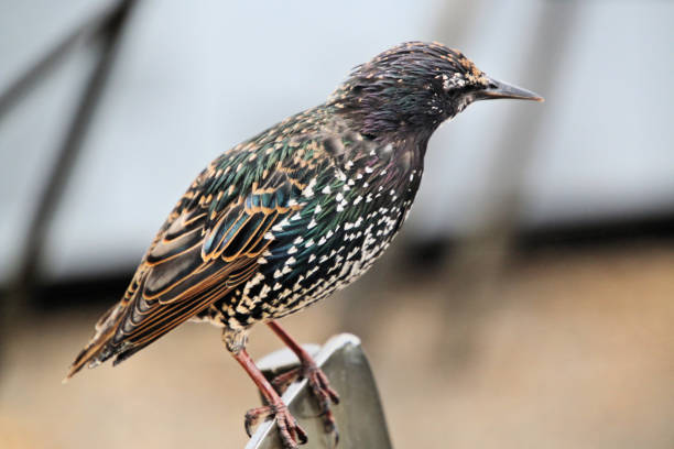 istock A view of a Starling perched on a Chair 1029925044