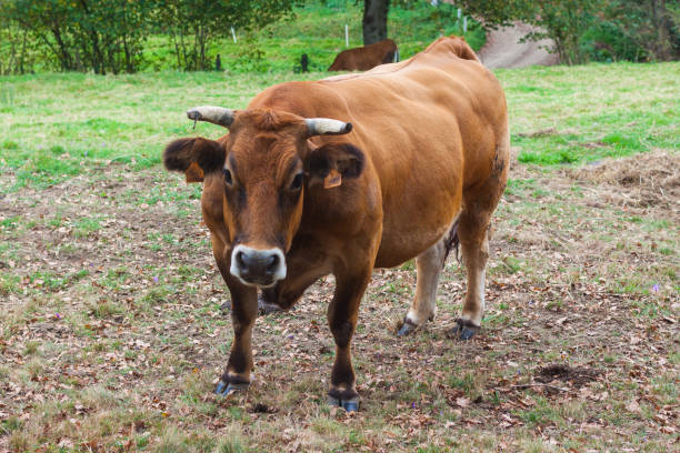 istock Brown cow looking into the camera 1029932504