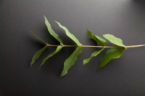 istock Overhead image of eucalyptus branch with green leaves on gray background 1029932616