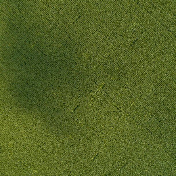 campo país verde con líneas de fila, vista superior, foto aérea - on top of grass scenics field fotografías e imágenes de stock