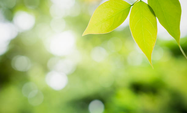 istock Nature green plant with cooy space 1029938672