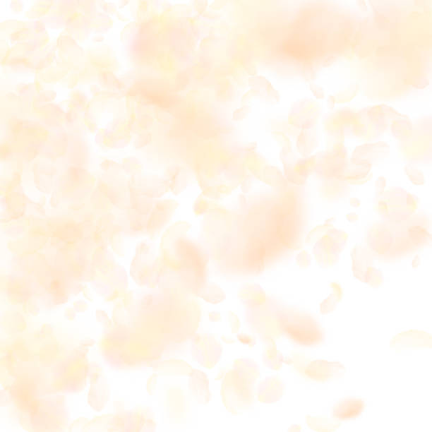 istock Yellow orange flower petals falling down. Unequaled romantic flowers gradient. Flying petal on white 1029939506