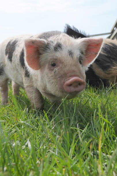 istock a cute young kune kune piglet 1029943816